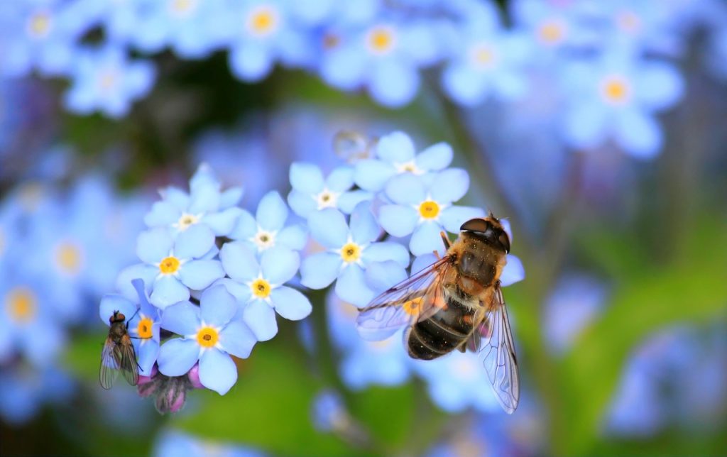 Bee venom from honey bees as therapy