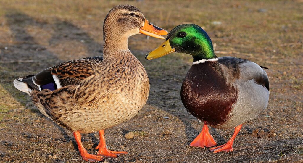 Ducks - if it quacks like a duck... Envita
