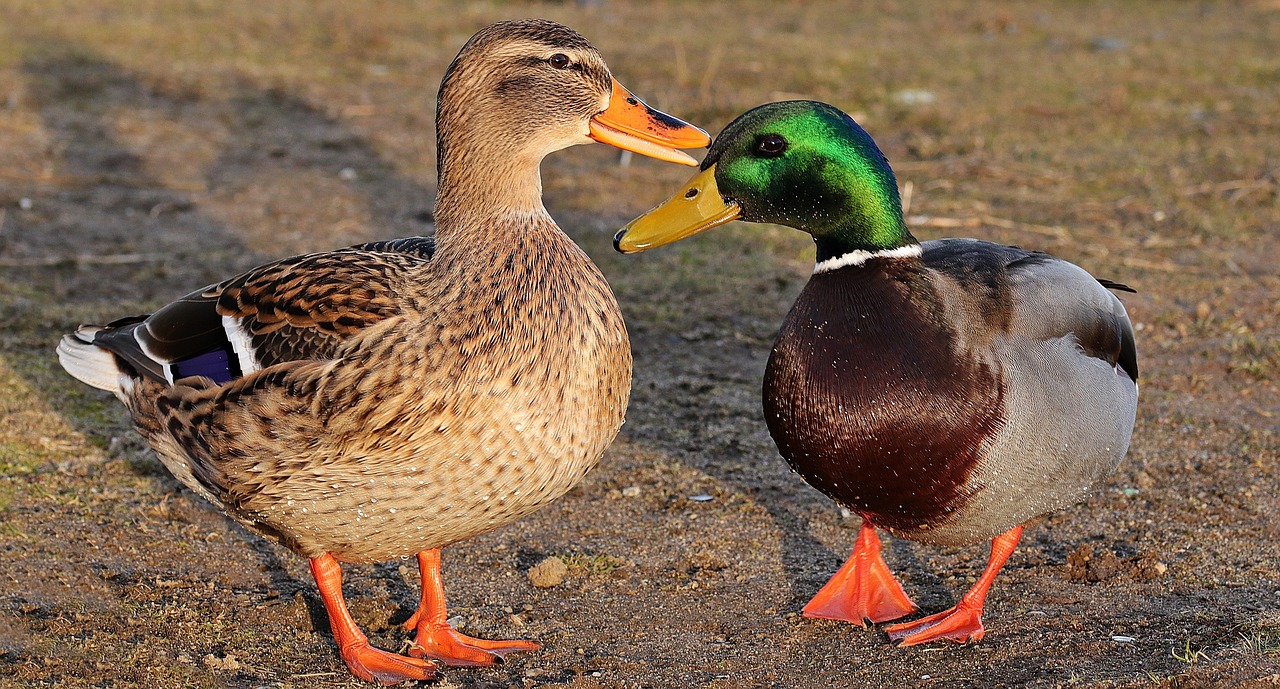 Ducks - if it quacks like a duck... Envita