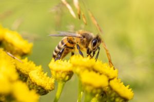 Bee venom therapy from honey bees